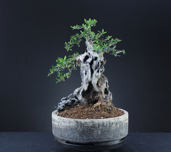 olive bonsai olea